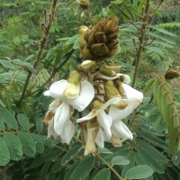 Tephrosia vogelii Hook.f.